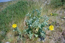Yellow Horned Poppy