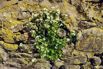 Common Scurvy Grass