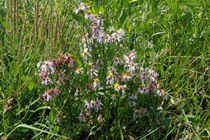 Sea Aster
