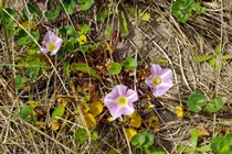 Sea Bindweed