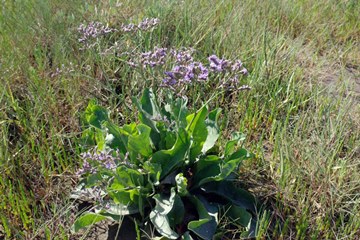Common Sea Lavender