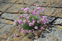 Sea Pink