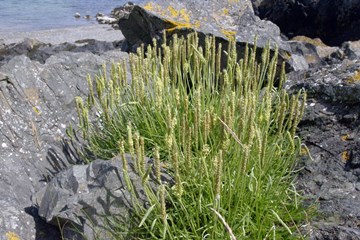 Sea Plantain