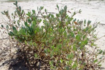Sea purslane