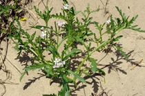 Sea Rocket