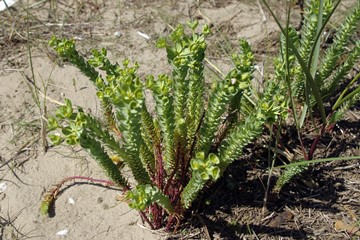 Sea Spurge
