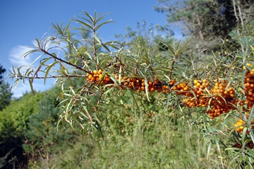 Sea Buckthorn