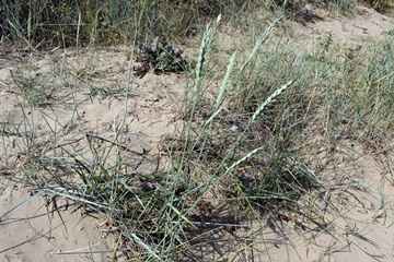Sea Couch Grass
