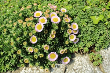 Seaside Daisy