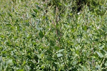 Spear-leaved Orache