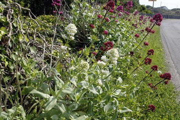 Red Valerian