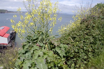 Wild Cabbage