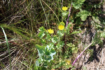 Yellowwort