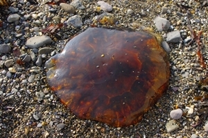 Lion's Mane Jellyfish
