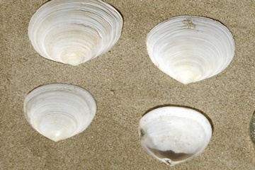 Seashells