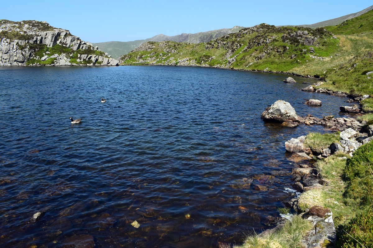 Two Canada Geese on Llynnau Cerrig-y-Myllt