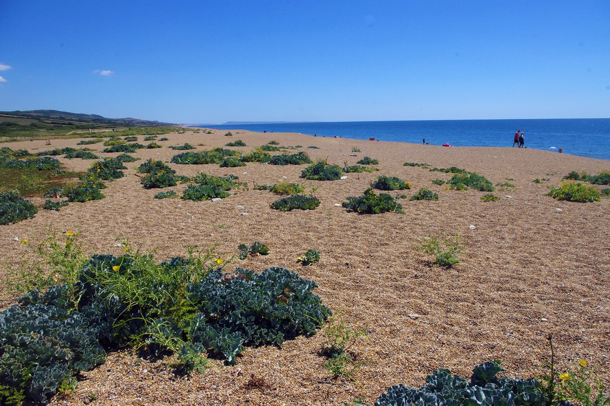 Cogden Beach