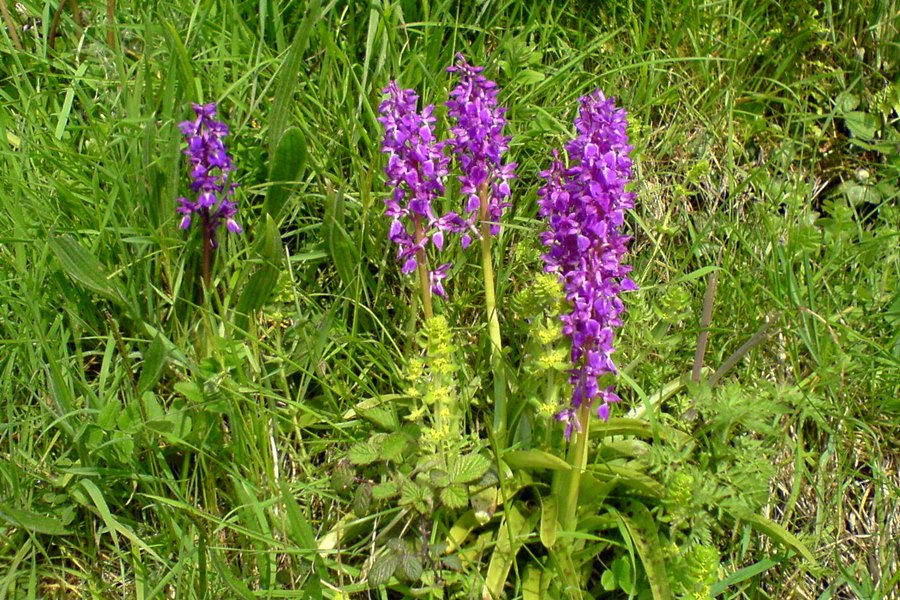 Early Purple Orchid