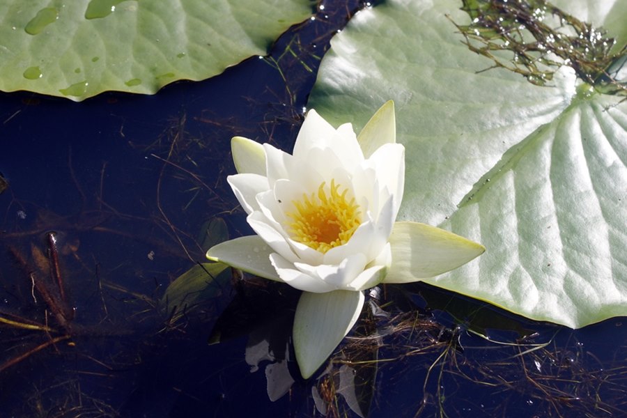 White water Lily