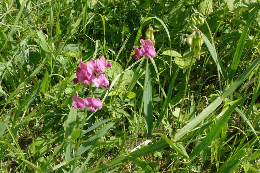 Everlasting Pea