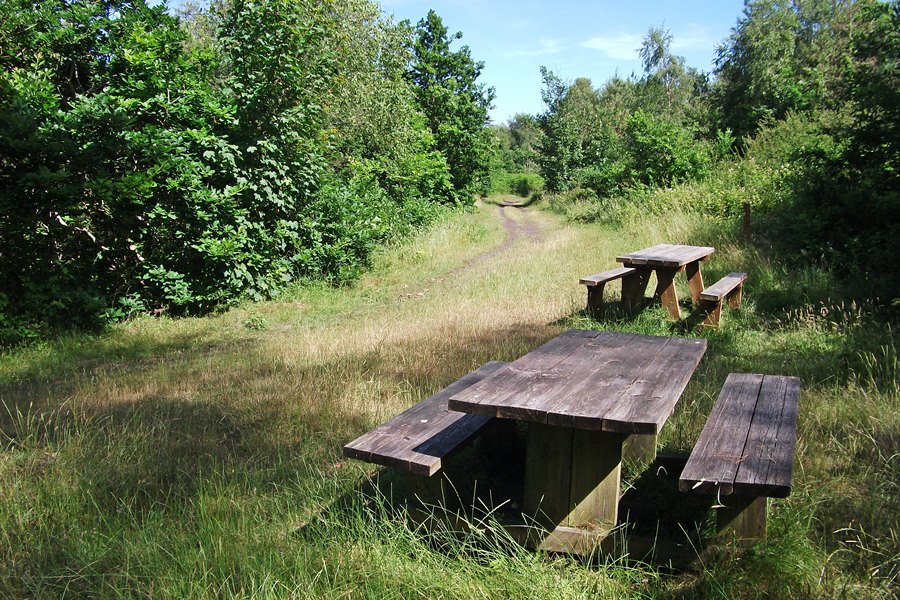 Picnic tables in the woods