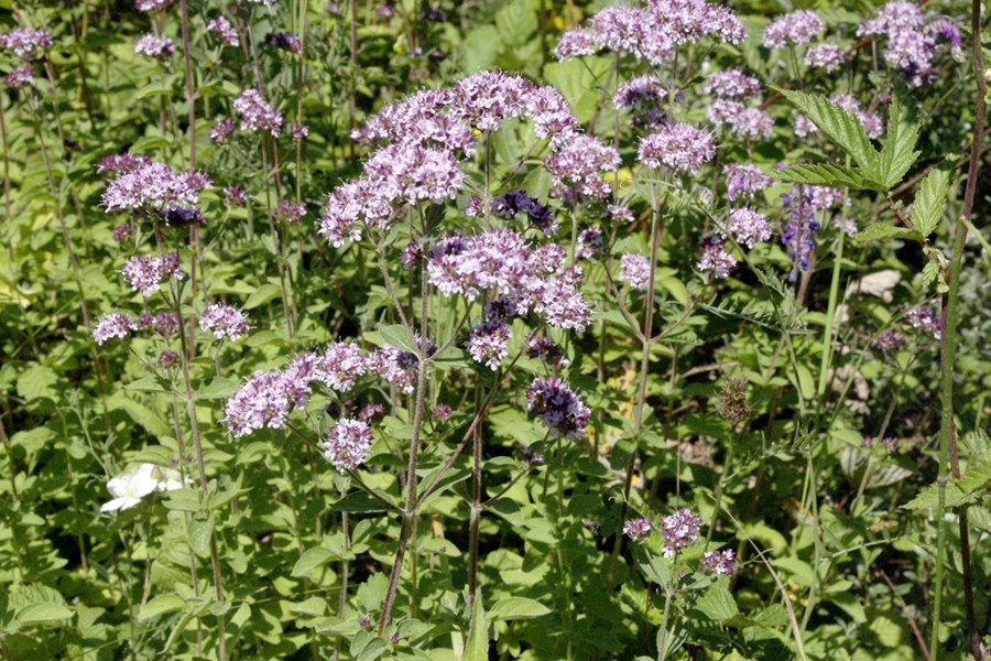 Marjoram