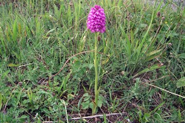 Pyramidal Orchid