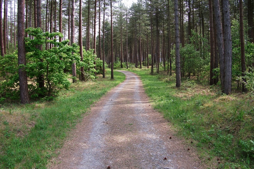 Track through the forest