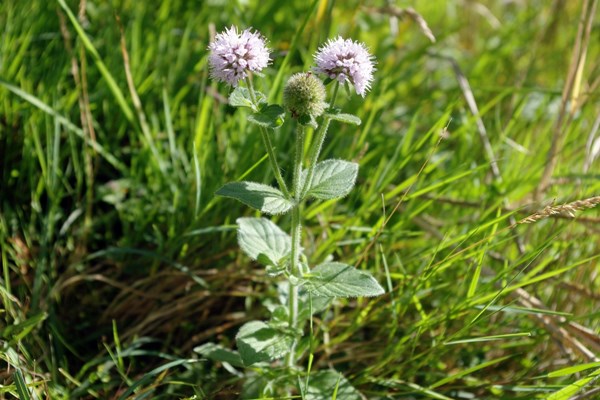 Water mint