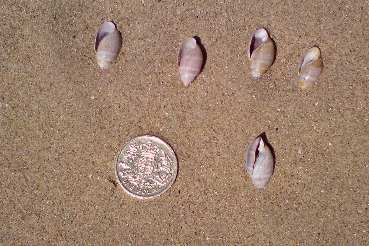 Acteon Shell