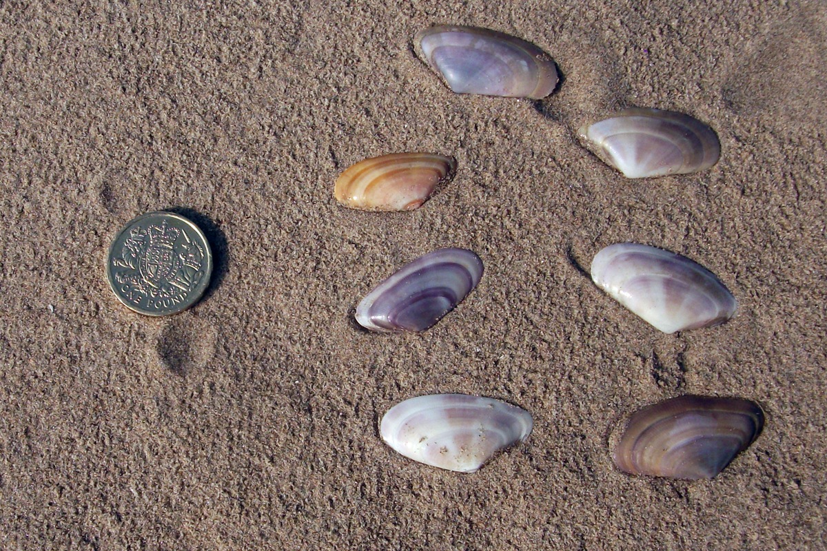 Banded Wedge Shell