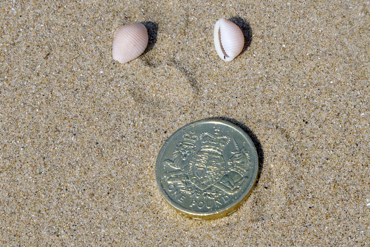 Cowrie Shell