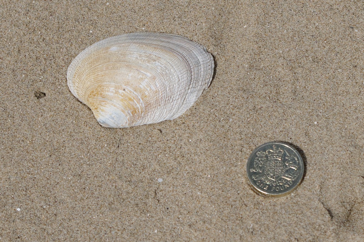 Cross-cut Carpet Shell