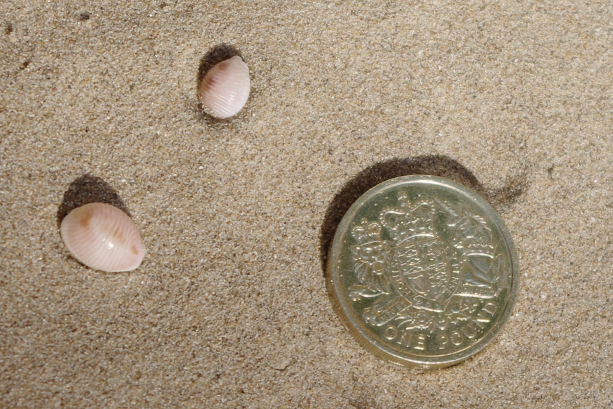 European Cowrie