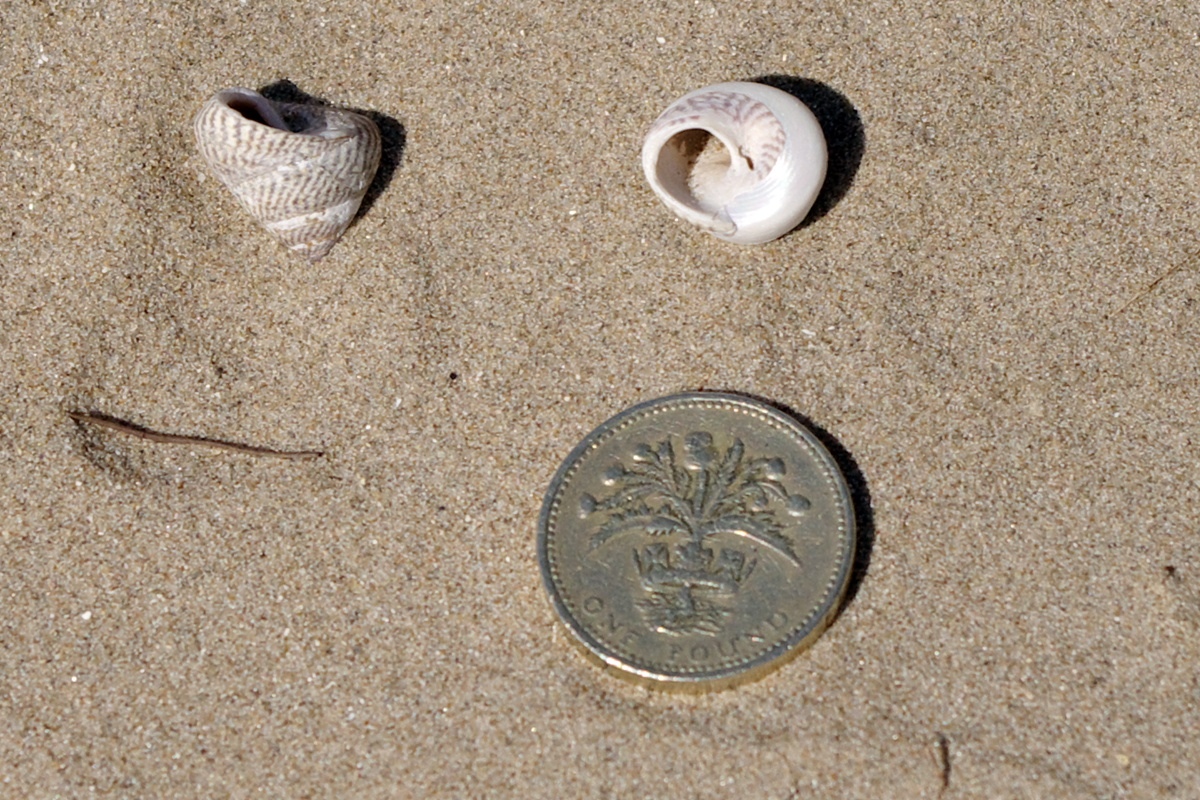 Grey Top Shell