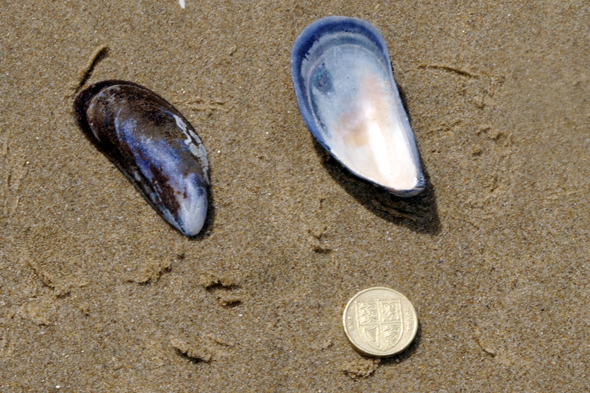 Common Mussel