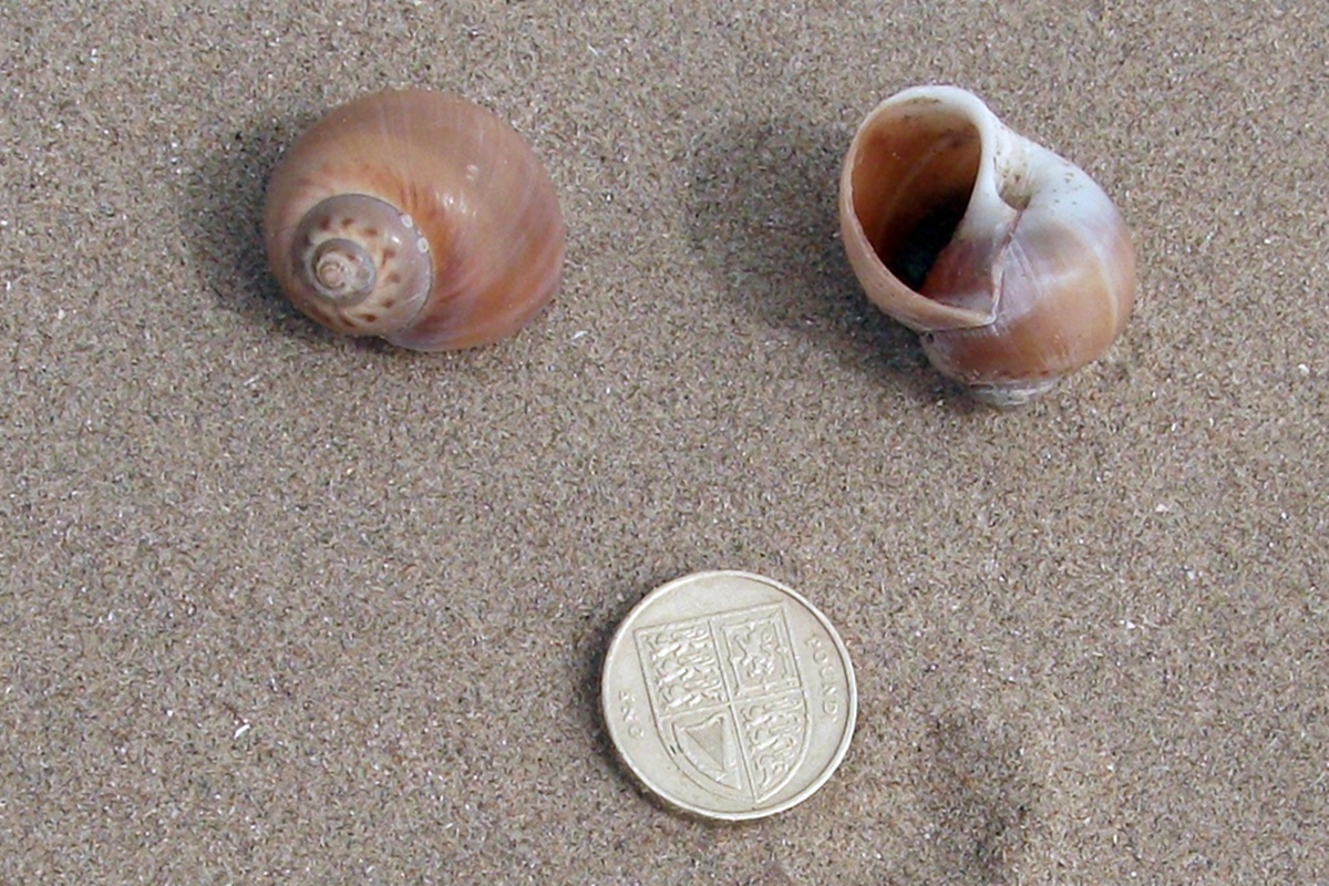 Large Necklace Shell