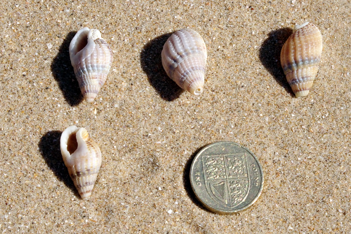 Netted Dog Whelk