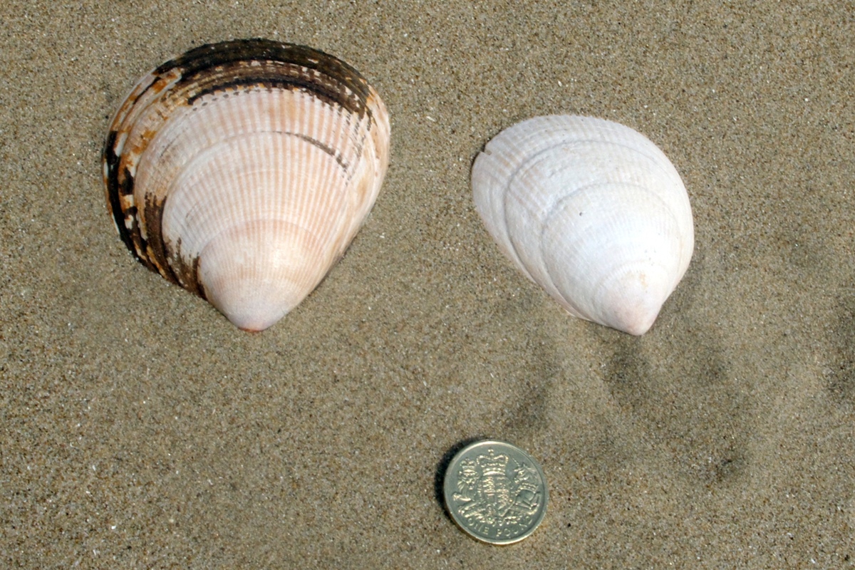 Norwegian Cockle