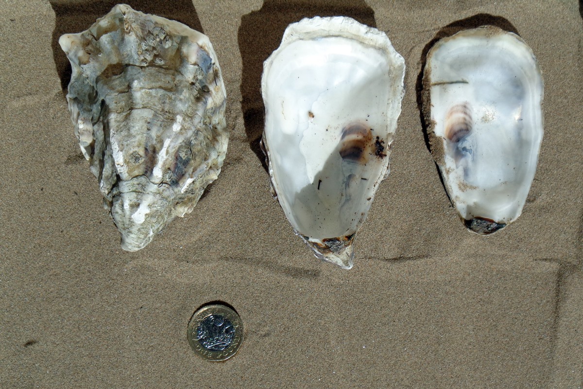 Pacific Oyster