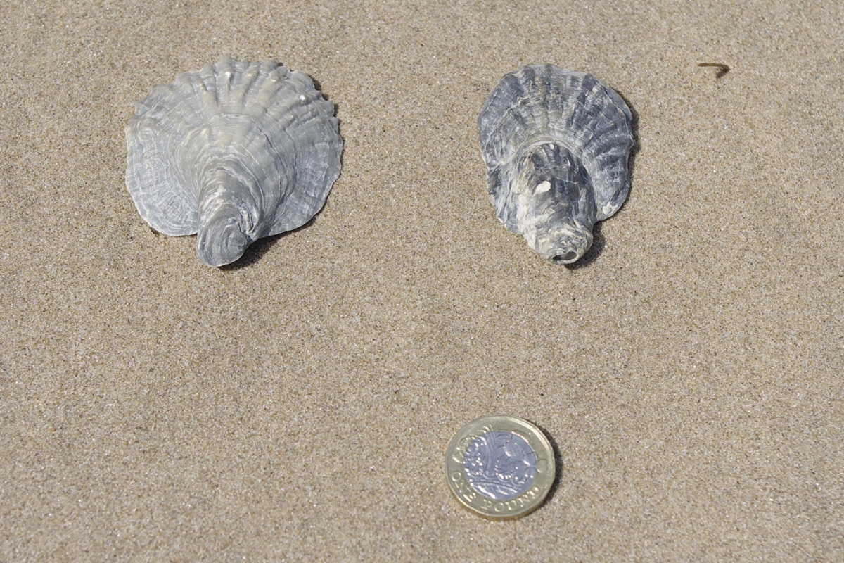 Portuguese Oyster