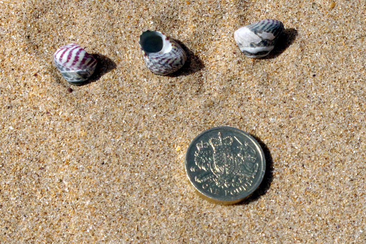 Purple Top Shell