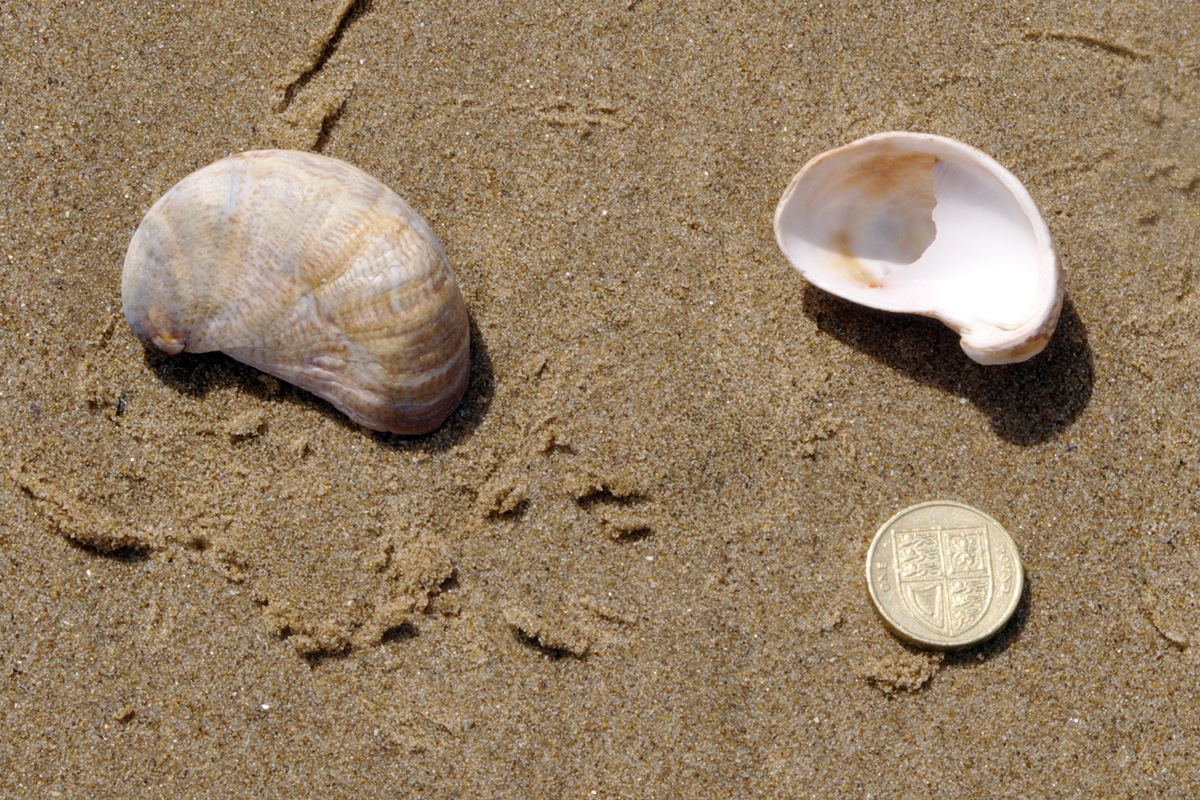 Slipper Limpet