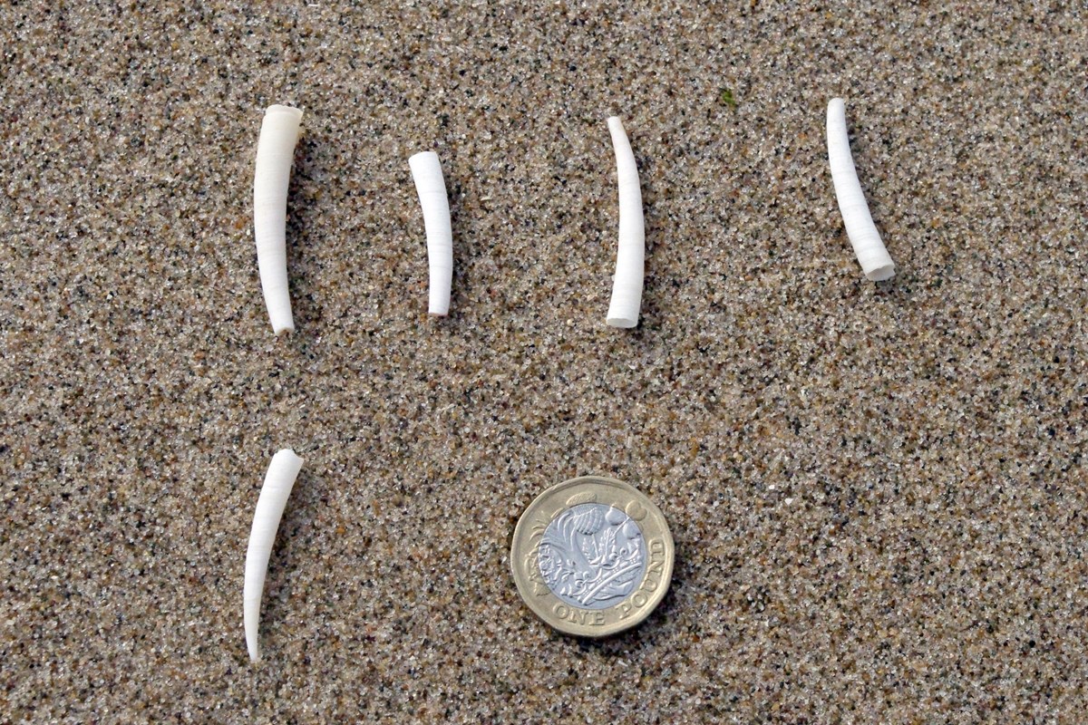 Common Tusk Shell