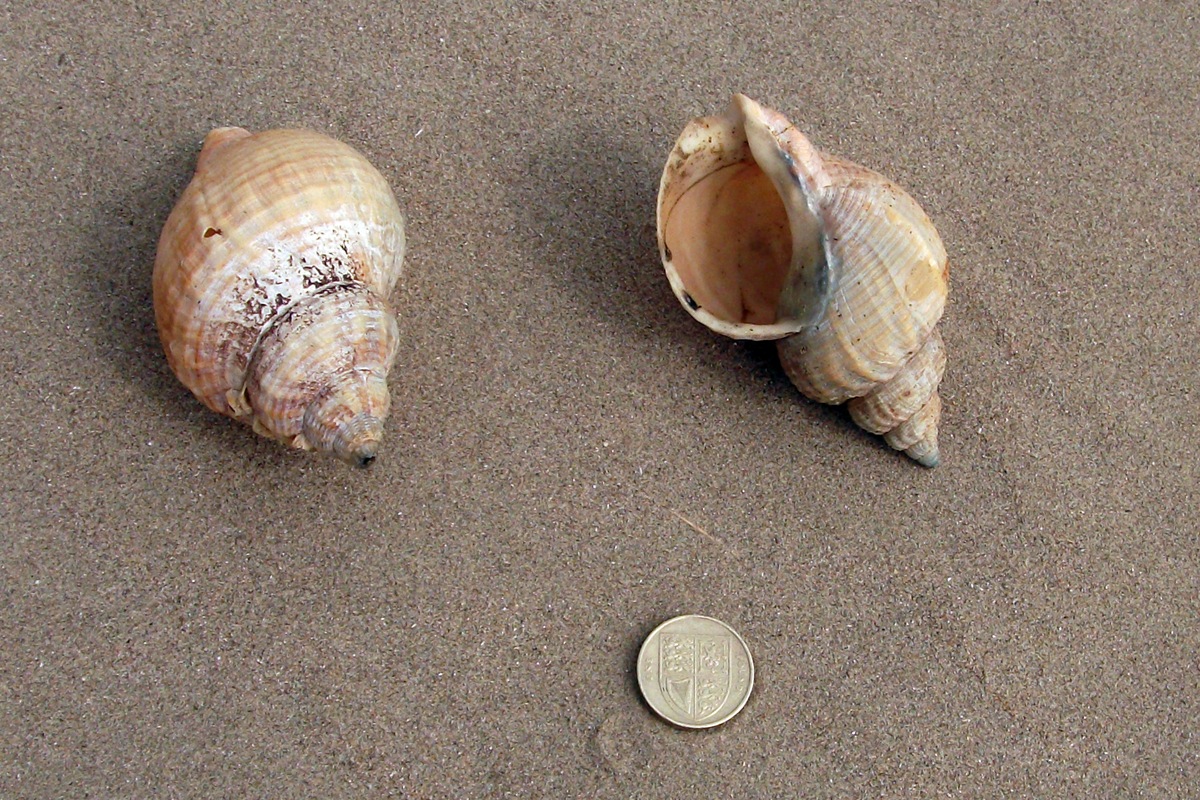 Common Whelk