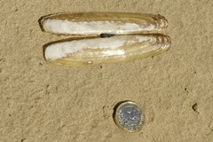 Bean Razor