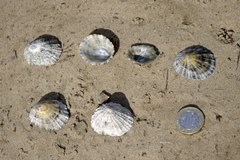 Black Footed Limpet