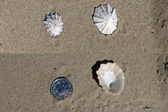 China Limpet