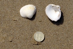 Cockle