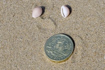 Cowrie Shell